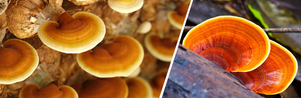 免疫调节多糖体与神奇的菇类 多伦多枫叶俱乐部 Powered By Discuz