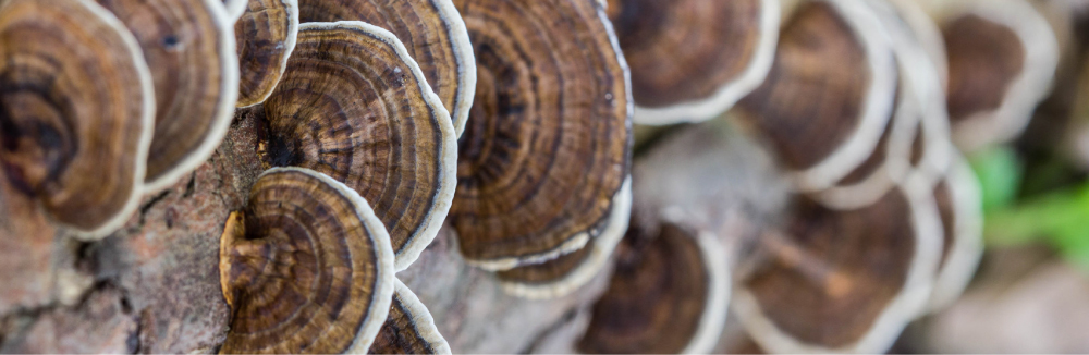 免疫调节多糖体与神奇的菇类 多伦多枫叶俱乐部 Powered By Discuz